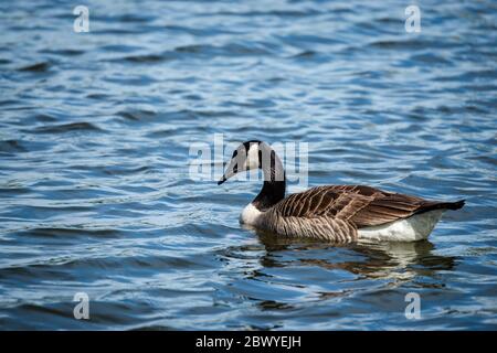 Attività delle oche in primavera Foto Stock