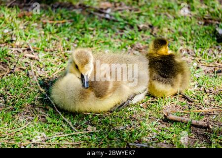 Attività delle oche in primavera Foto Stock