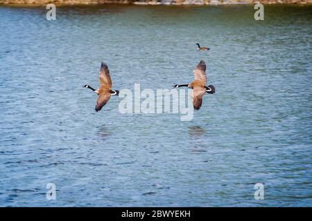 Attività delle oche in primavera Foto Stock