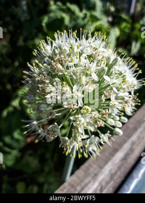 Cipolla in fiore, cipolla in floworescence, cipolle così fiorite. Foto Stock