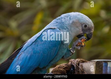 Il Spix's macaw è un macaw nativa per il Brasile. L'uccello è una dimensione medio-parrot. La IUCN riguardo la Spix's macaw come probabilmente estinto nel selvaggio. Foto Stock