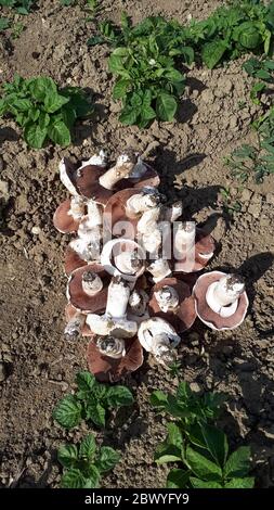 i champignons, i grandi funghi raccolti sul campo dopo i legumi. Foto Stock