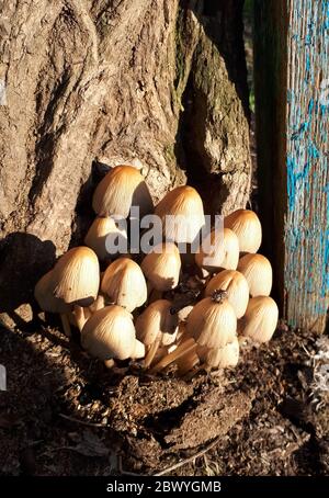 I funghi di miele crescono su legno marcio. I funghi sono funghi. Foto Stock