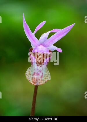 Fata Slipper Orchid, AKA Calypso orchidea, testa di cervo orchidea (Calyso bulbosa). Foto Stock