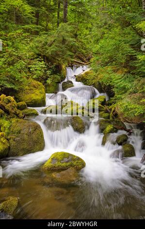 Cascata su Watson Creek, Umpqua National Forest, Oregon. Foto Stock