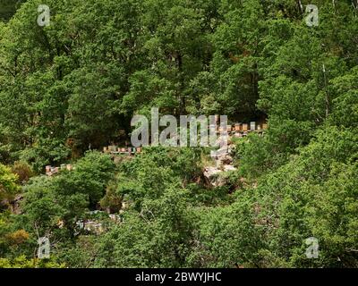 alveari di api sulla collina più verde a gerês Foto Stock