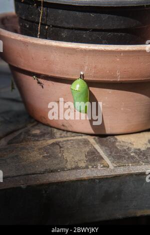 Monarch farfalla crisalide sospeso da un vaso di fiori in un giardino nella California meridionale, Stati Uniti Foto Stock