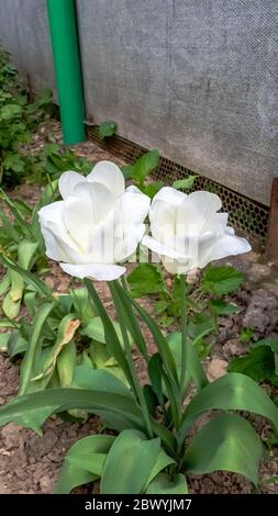 I tulipani stanno fiorendo nel letto fiorito. Gemme di tulipani. Foto Stock