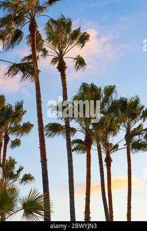 alte palme nella sezione della spiaggia di los angeles, california, sono illuminate dal sole che tramonta su uno sfondo blu nuvoloso Foto Stock