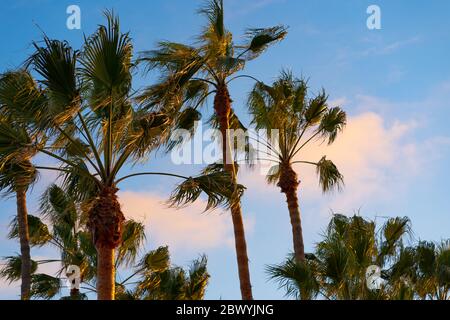 alte palme nella sezione della spiaggia di los angeles, california, sono illuminate dal sole che tramonta su uno sfondo blu nuvoloso Foto Stock