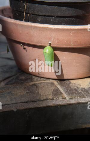 Monarch farfalla crisalide sospeso da un vaso di fiori in un giardino nella California meridionale, Stati Uniti Foto Stock