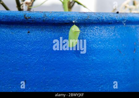 Monarch farfalla crisalide sospeso da un vaso di fiori in un giardino nella California meridionale, Stati Uniti Foto Stock