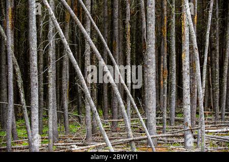 Alberi in una foresta situata nel Cypress Hills Provincial Park ad Albera, Canada. Conosciuto anche come Parco Interprovinciale di Cypress Hills, il parco è diviso b Foto Stock