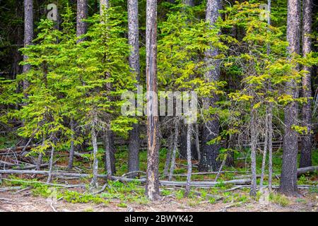 Alberi in una foresta situata nel Cypress Hills Provincial Park ad Albera, Canada. Conosciuto anche come Parco Interprovinciale di Cypress Hills, il parco è diviso b Foto Stock