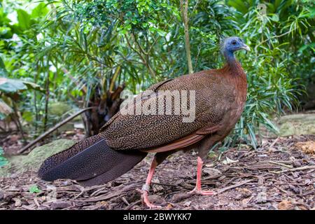 Una femmina grande argus (Argusianus argus), che è una specie di fagiano dal Sud-est asiatico. Un fagiano bruno-piumato con una testa e collo blu. Foto Stock