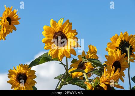 girasoli in piena fioritura sotto un cielo blu luminoso con soffici nuvole bianche Foto Stock