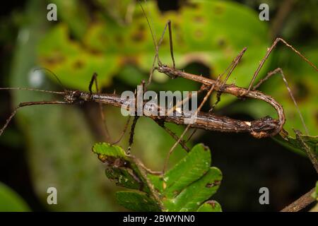 Macro immagine di mito di Stick Insect di Borneo Island Foto Stock