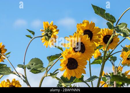 girasoli in piena fioritura sotto un cielo blu luminoso con soffici nuvole bianche Foto Stock