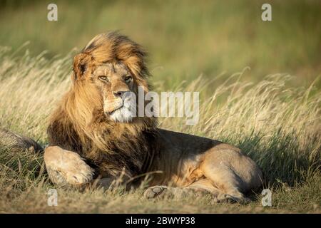 Immagine di un grande leone maschile adulto sdraiato con il vento che soffia attraverso la sua cresta nel Parco Nazionale Serengeti Tanzania Foto Stock