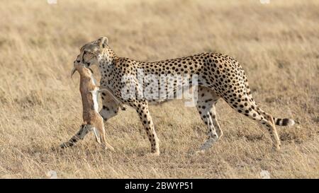 Donna adulta Cheetah che porta una Gazelle di Thompson morta in bocca di nuovo ai suoi cuccioli Serengeti Tanzania Foto Stock