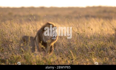 Un grande adulto maschio Leone in piedi allarme nella luce soffusa del mattino nel Serengeti Tanzania Foto Stock