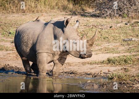 Un adulto maschio di Rhino bianco in piedi in una buca d'acqua nel Parco Nazionale di Kruger Sud Africa Foto Stock