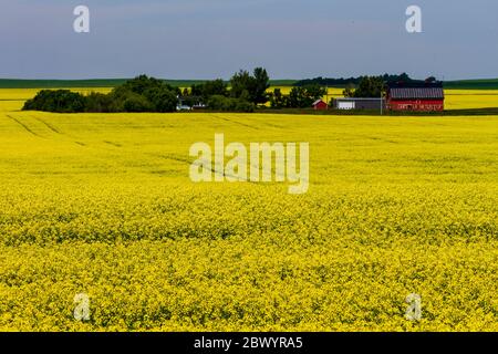 Paesaggio di campo di canola gialla in fiore con contenitori di stoccaggio attrezzature agricole nella piccola città delle Prairies canadesi di Pincher Creek, Alberta Foto Stock