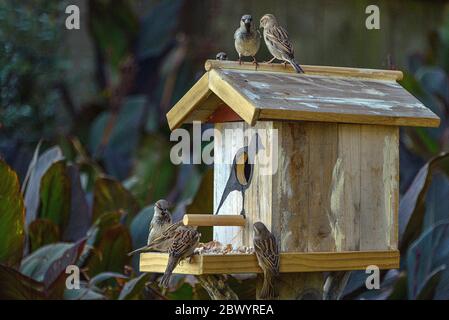 Casa di uccelli a due livelli fatta a mano con sparrows multipli, Waxeyes che si nutrisce su grano. Foto Stock