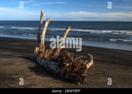 Grandi pezzi di driftwood da alberi di foresta sulla sabbia nera di ferro, spiaggia vulcanica a Castlecliff, Whanganui, Nuova Zelanda. Foto Stock