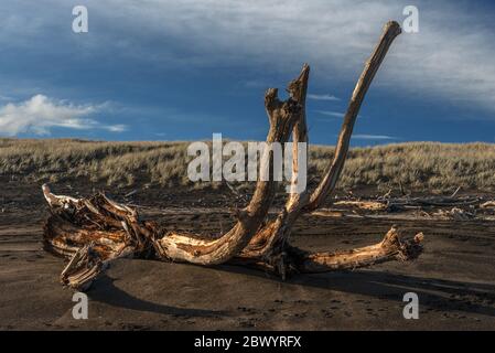 Grandi pezzi di driftwood da alberi di foresta sulla sabbia nera di ferro, spiaggia vulcanica a Castlecliff, Whanganui, Nuova Zelanda. Foto Stock