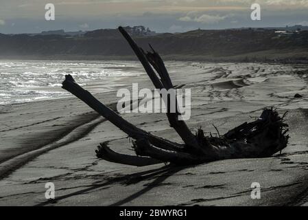 Grandi pezzi di driftwood da alberi di foresta sulla sabbia nera di ferro, spiaggia vulcanica a Castlecliff, Whanganui, Nuova Zelanda. Foto Stock