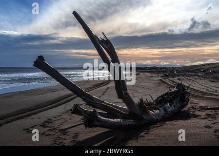 Grandi pezzi di driftwood da alberi di foresta sulla sabbia nera di ferro, spiaggia vulcanica a Castlecliff, Whanganui, Nuova Zelanda. Foto Stock