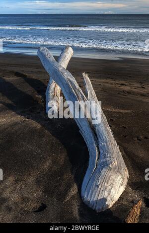 Grandi pezzi di driftwood da alberi di foresta sulla sabbia nera di ferro, spiaggia vulcanica a Castlecliff, Whanganui, Nuova Zelanda. Foto Stock