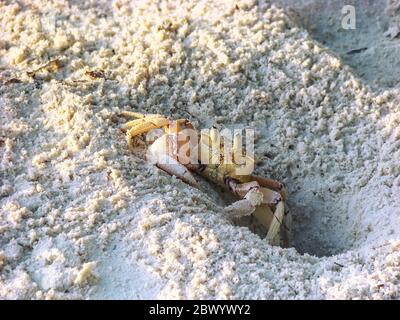 Granchio fantasma rosa che vive sulla costa orientale dell'Africa spiaggia tropicale scavare in sabbia bagnata Foto Stock