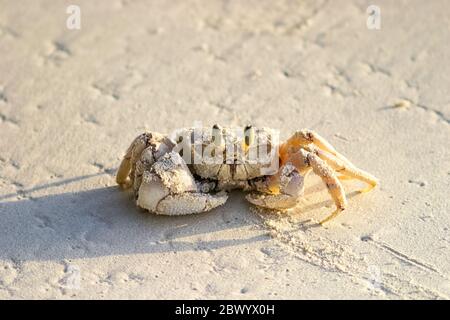 Granchio fantasma rosa sulla spiaggia tropicale di sabbia, costa orientale dell'Africa Foto Stock