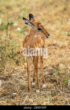 Baby cervi che si guarda intorno, Maasai Mara National Reserve, Kenya Foto Stock