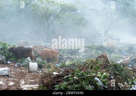 le mucche e i rifiuti solidi erano uno degli elementi di lavorazione per ridurre l'elemento organico nello smaltimento finale, dili timor est Foto Stock