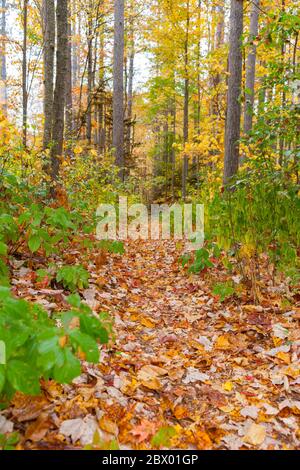 Percorso tra alberi alti coperti di coltre di foglie colorate dalla caduta delle foglie d'autunno. Foto Stock