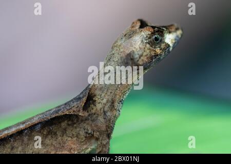 Amazon Wood Lizard (Enyalioides laticeps) in Amazzonia peruviana Foto Stock