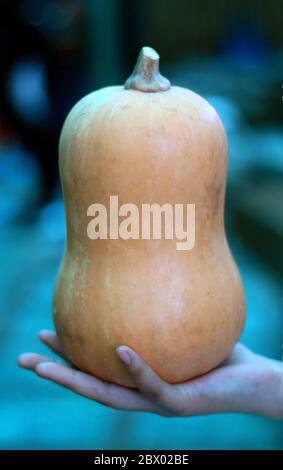 Zucca di butternut. Talvolta conosciuto in Australia e Nuova Zelanda come zucca o grammatica di butternut. Foto Stock