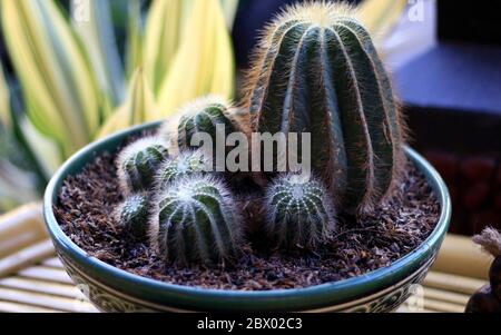 Cactus. Membro della famiglia delle piante Cactaceae. Foto Stock