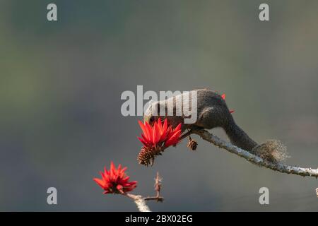 Scoiattolo Irrawaddy o scoiattolo Himalayano con la sua nuvola di aride, Callosciurus pyyygerthrus, Latpanchar, Mahananda Wild Life Sanctuary, Darjeeling, Bengala del Nord, Foto Stock