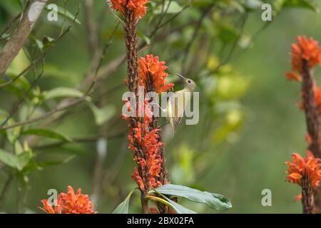 Rufous sibiia, Heterophasia capistrata, Latpanchar, Mahananda Wild Life Sanctuary, Darjeeling, Bengala del Nord, India Foto Stock