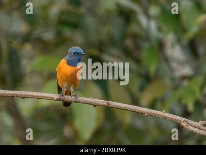 Blue-fronted redstart, Fenicurus frontalis, maschio, Rivista, Bengala Occidentale, India Foto Stock