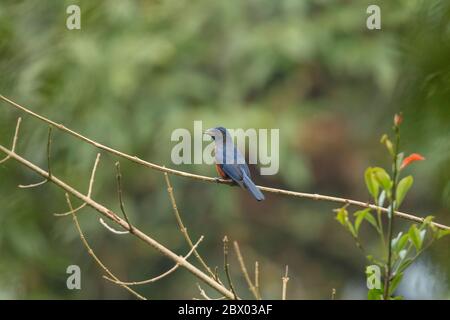 Castagno-belled rock thrush, Monticola rufiventis, maschio, Rishop, Bengala Occidentale, India Foto Stock