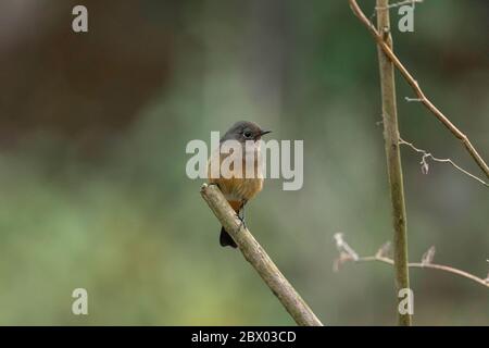 Blue-fronted redstart, Fenicurus frontalis, Femminile, Lava, distretto di Kalimpong, Bengala Occidentale, India Foto Stock