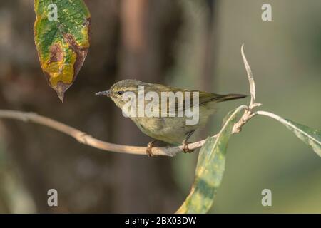 Guerriera sbarrato, pulcher Phylloscopus, Lava, distretto di Kalimpong, Bengala Occidentale, India Foto Stock