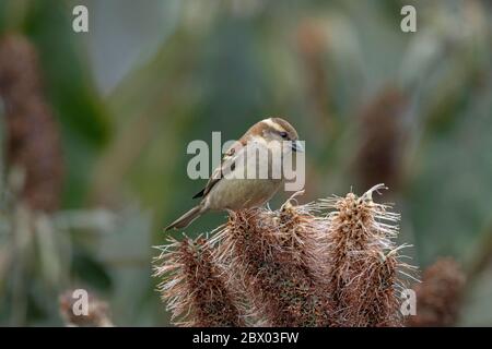 Passera di Russet, rutilans di Passer, femmina, Lava, distretto di Kalimpong, Bengala Occidentale, India Foto Stock