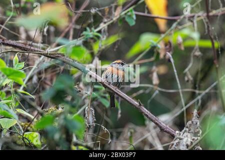 Accento di produzione di birra rufous, Prunella strophiata, Lava, distretto di Kalimpong, Bengala Occidentale, India Foto Stock