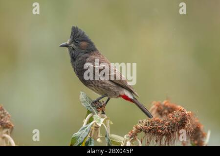 Red-ventilated Bulbul, bengalensis, Pycnonotus cafer bengalensis Blyth, 1845, Lava, distretto di Kalimpong, Bengala Occidentale, India Foto Stock